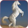 Horse Wallpapers 4K icon