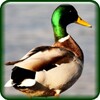 Duck Hunting Calls Free icon