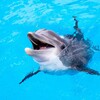 ไอคอน The Dolphin