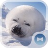 Baby Seal Theme icon