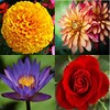 Flower identifier icon