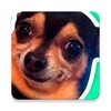 Dog Stickers for WhatsApp icon