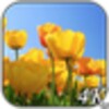 Tulips 4K Video Live Wallpaper icon