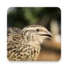 أيقونة Quail Sounds