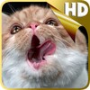 Cat Shake HD Live Wallpaper icon