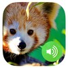 Animal sounds icon