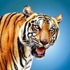 Wild Tiger Hunting Animal Life icon