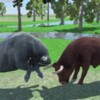 Angry Buffalo Attack Simulator icon