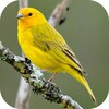 Song of Canaries icon