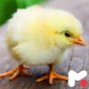 Icon von Chicken Wallpapers