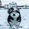 صور و خلفيات للحيوانات في الشتاء icon