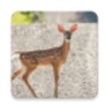 Appp.io - Deer Sounds icon