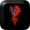 Fish 3D Live Wallpaper icon