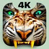 Roaring Tiger Live Wallpaper 아이콘