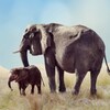 Elephant Sounds icon