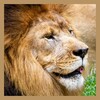 Lion Wallpaper 아이콘