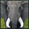 Wild Elephant Simulator icon