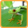 Icône The Animals for Children FREE