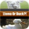 Llama Or Duck?! icon