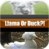 Llama Or Duck?! 图标