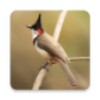 Red-whiskered bulbul Sounds icon