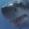 Shark War icon