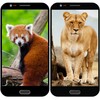 Animal Wallpapers icon