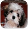 Cute Puppies Wallpapers icon