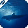 Dolphins Underwater Video Live Wallpaper icon