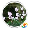 Real Flowers Live Wallpaper icon