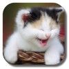 Funny Cat icon
