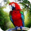 Jungle Parrot Simulator - try icon