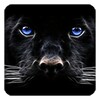 Black Panther Live Wallpaper icon