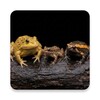 Icono de Appp.io - เสียงกบ,เขียด,อึ่ง