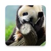 Cute Panda Live Wallpaper icon