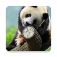 Cute Panda Live Wallpaper For Android Download The Apk From Uptodown