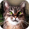 Street Cat Survival Simulator icon