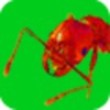 Ants Alive! Wallpaper icon