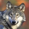 Wolf Wallpapers icon