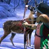 Wild Animal Hunter 3D icon