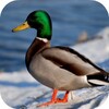 Duck Wallpapers icon