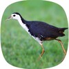 White-breasted waterhen Sounds icon