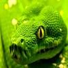 HD Snake Wallpapers icon