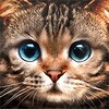 Kitty Cat Live Wallpaper icon