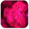 Rose Live Wallpaper icon