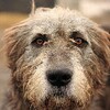 Irish Wolfhound Jigsaw Puzzles icon