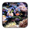 Tropical Aquarium Live Wallpaper icon
