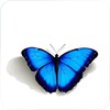 Butterfly Wallpaper icon