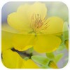 Lovely Mai Flower Live Wallpaper icon