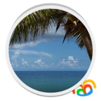 Palmera De La Playa De Pantalla En Vivo
